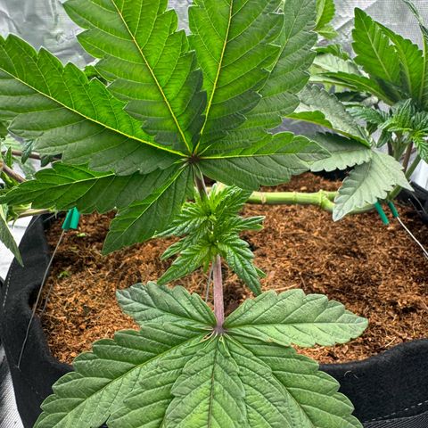 The Queen S1 growlog timeline photo