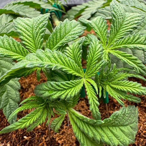 The Queen S1 growlog timeline photo