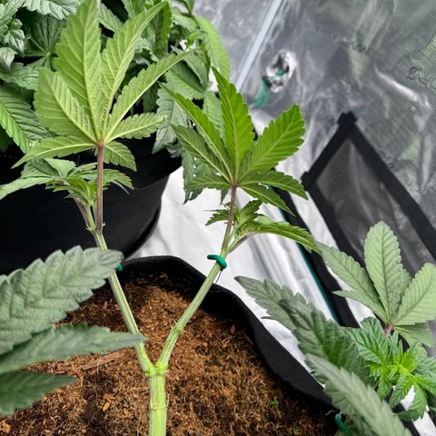 The Queen S1 growlog timeline photo