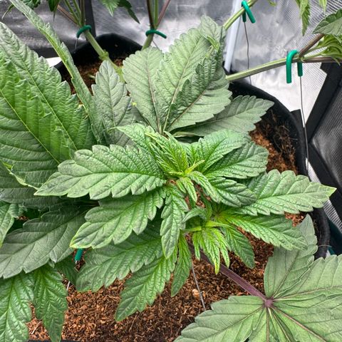 The Queen S1 growlog timeline photo
