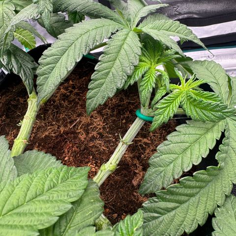 The Queen S1 growlog timeline photo