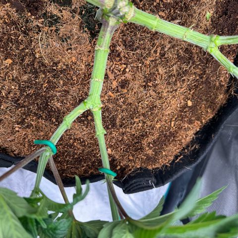 The Queen S1 growlog timeline photo