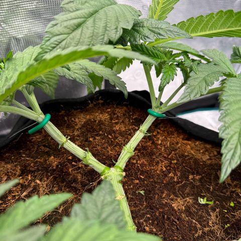The Queen S1 growlog timeline photo