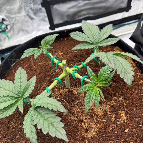 The Queen S1 growlog timeline photo