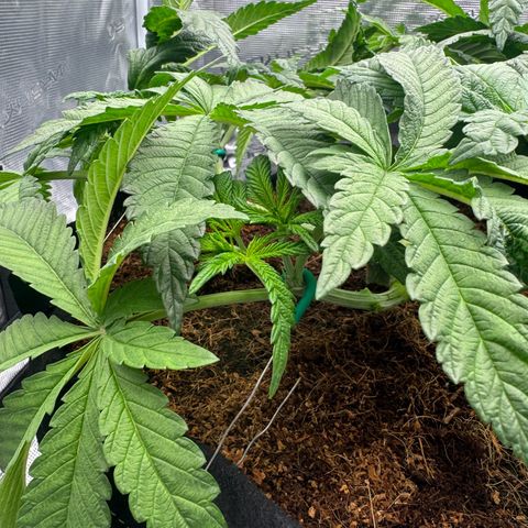 The Queen S1 growlog timeline photo