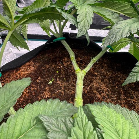 The Queen S1 growlog timeline photo