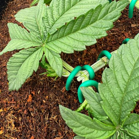 The Queen S1 growlog timeline photo