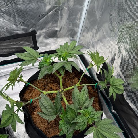 The Queen S1 growlog timeline photo