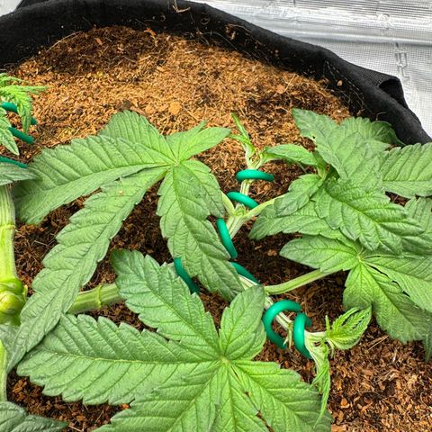 The Queen S1 growlog timeline photo