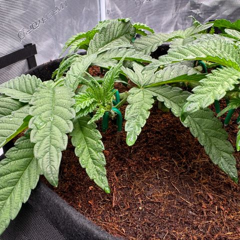 The Queen S1 growlog photo: 5L of water with nutrients each plant