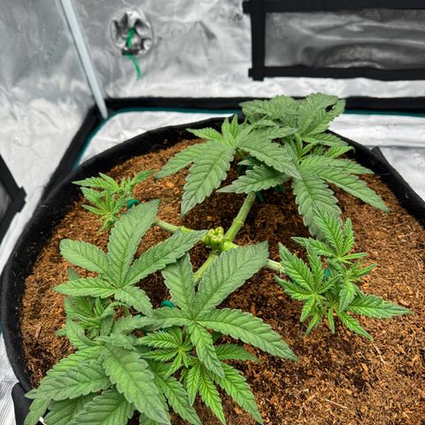 The Queen S1 growlog timeline photo