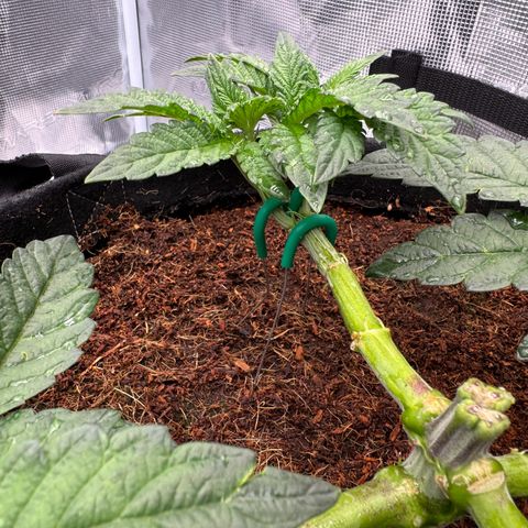 The Queen S1 growlog photo: 5L of water with nutrients each plant