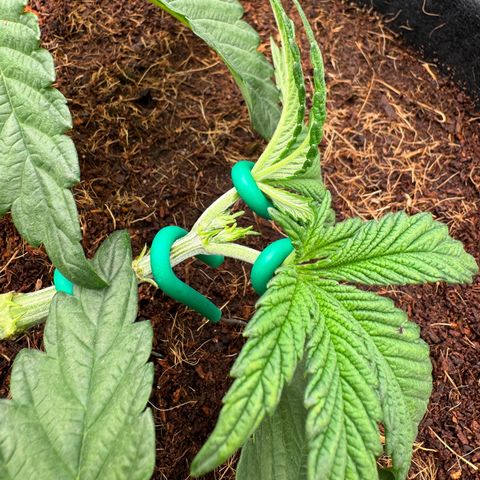 The Queen S1 growlog timeline photo