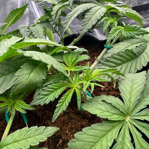 The Queen S1 growlog timeline photo