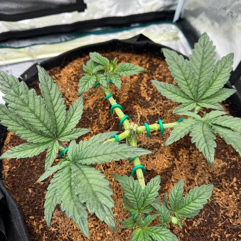 The Queen S1 growlog timeline photo