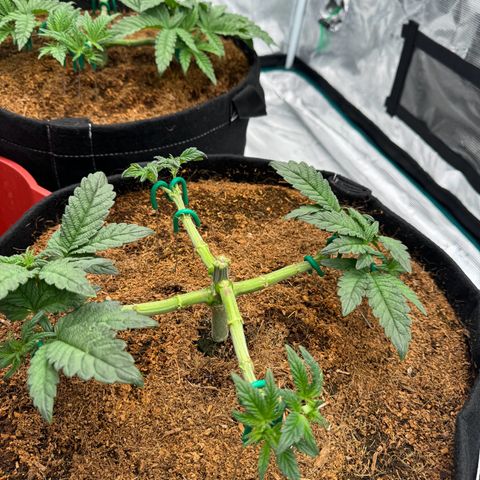 The Queen S1 growlog timeline photo