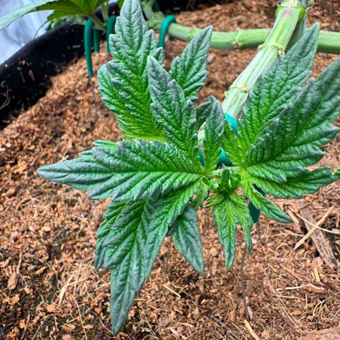 The Queen S1 growlog timeline photo