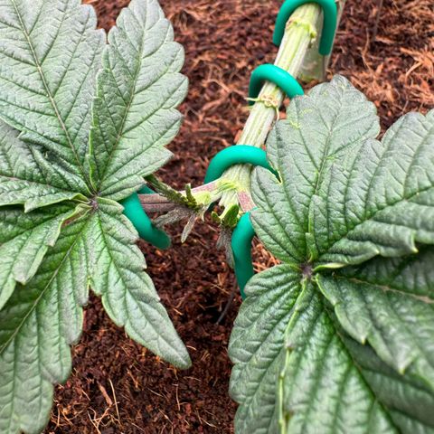 The Queen S1 growlog timeline photo