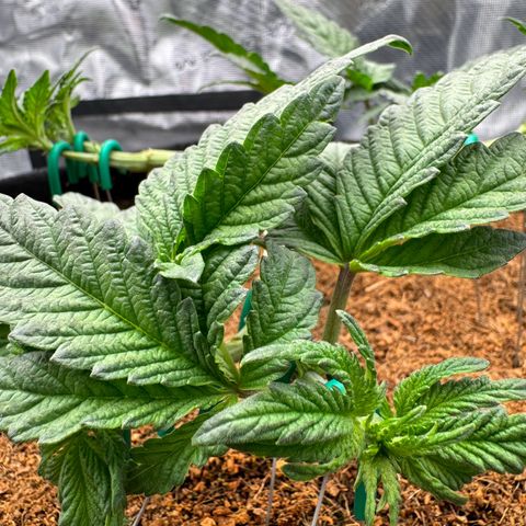 The Queen S1 growlog timeline photo