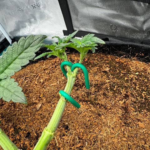 The Queen S1 growlog timeline photo