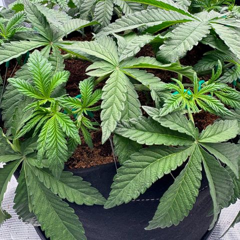 The Queen S1 growlog photo: Plant A