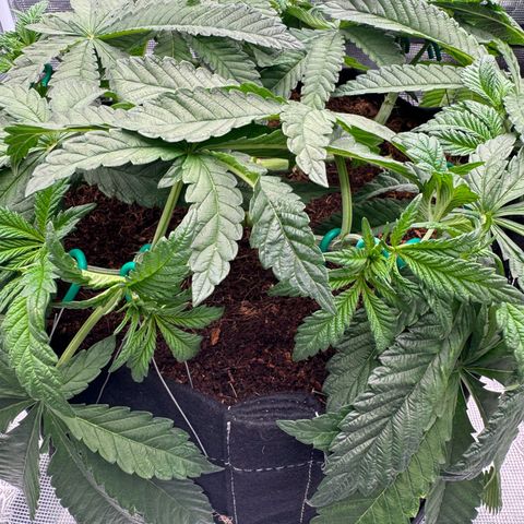 The Queen S1 growlog photo: Plant A