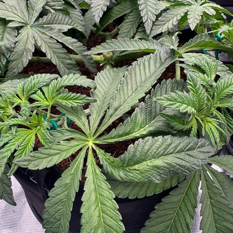 The Queen S1 growlog photo: Plant A