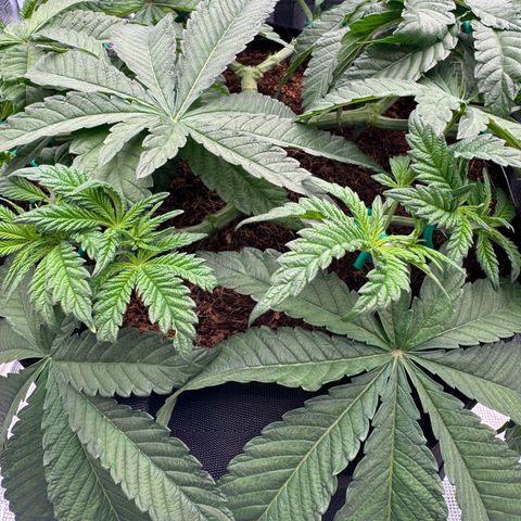 The Queen S1 growlog photo: Plant A