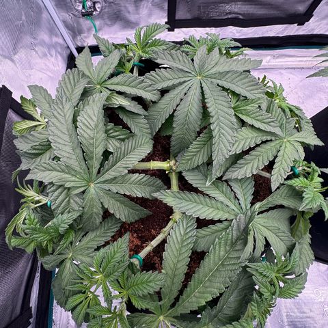 The Queen S1 growlog photo: Plant A