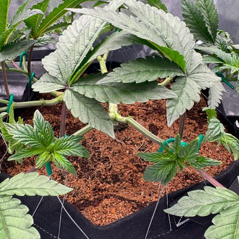 The Queen S1 growlog photo: Plant B