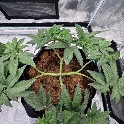 The Queen S1 growlog photo: Plant B