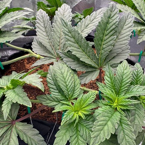 The Queen S1 growlog photo: Plant B