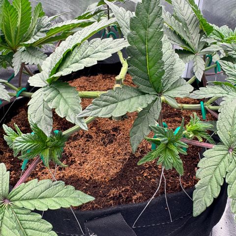 The Queen S1 growlog photo: Plant B
