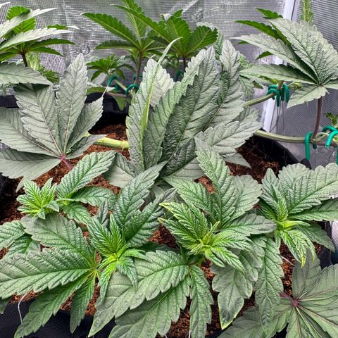 The Queen S1 growlog photo: Plant B