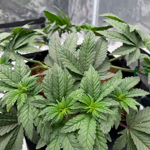 The Queen S1 growlog timeline photo