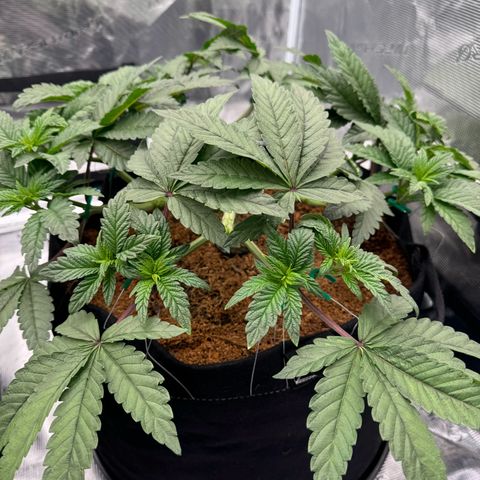 The Queen S1 growlog timeline photo