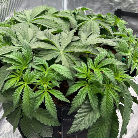 The Queen S1 growlog timeline photo