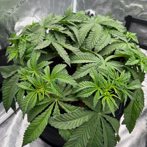 The Queen S1 growlog timeline photo