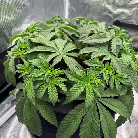The Queen S1 growlog timeline photo