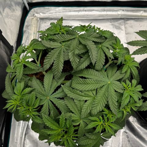 The Queen S1 growlog timeline photo