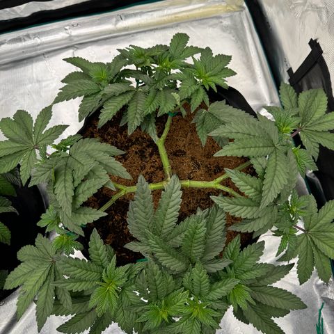 The Queen S1 growlog timeline photo