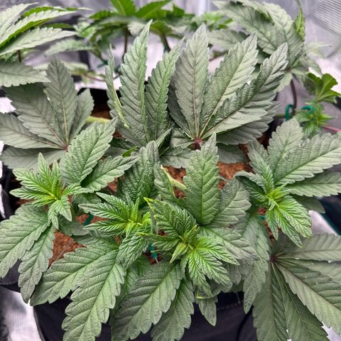 The Queen S1 growlog timeline photo