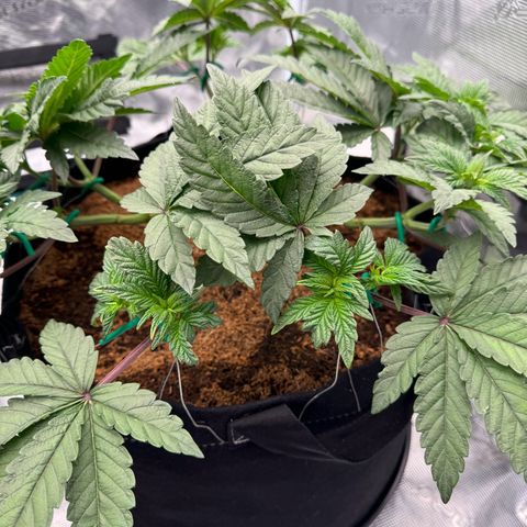 The Queen S1 growlog timeline photo