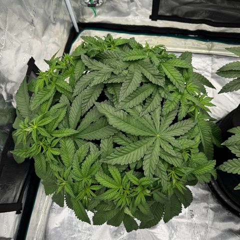 The Queen S1 growlog timeline photo