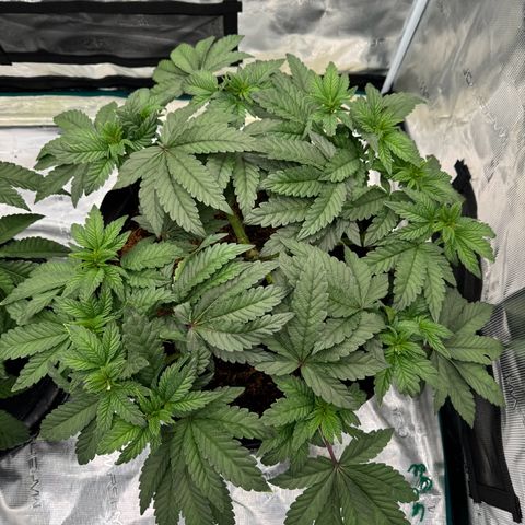 The Queen S1 growlog timeline photo