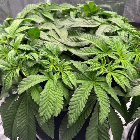 The Queen S1 growlog timeline photo