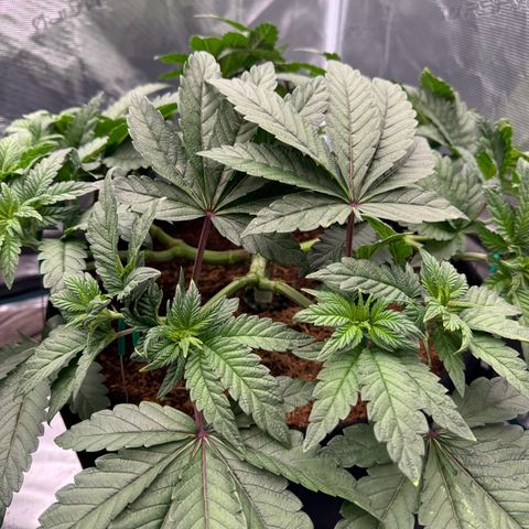 The Queen S1 growlog timeline photo