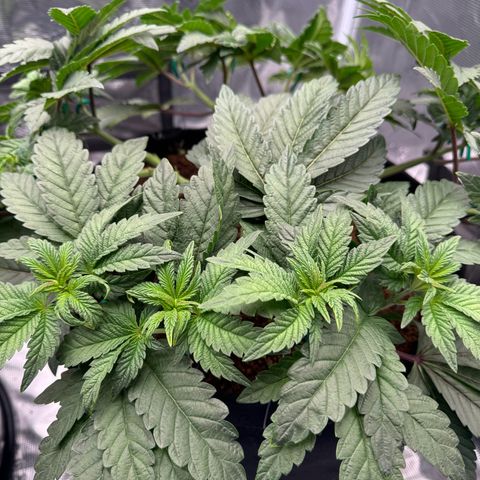 The Queen S1 growlog timeline photo