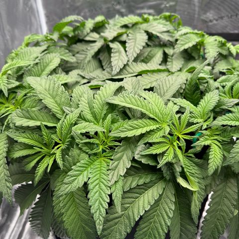 The Queen S1 growlog timeline photo