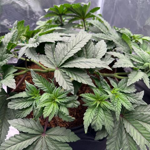 The Queen S1 growlog timeline photo